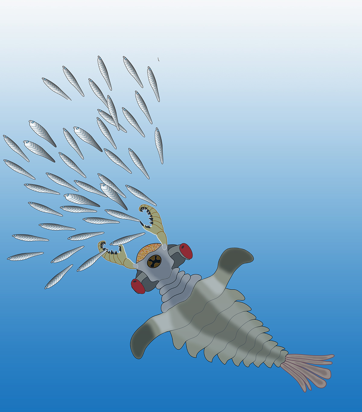 Artist's impression of Lyararapax, one of the species of the world's first predators, the anomalocaridids, chasing its possible prey, primitive fishes that also existed in the Lower Cambrian. Artist's impression of Lyararapax, one of the species of the world's first predators, the anomalocaridids, chasing its possible prey, primitive fishes that also existed in the Lower Cambrian.